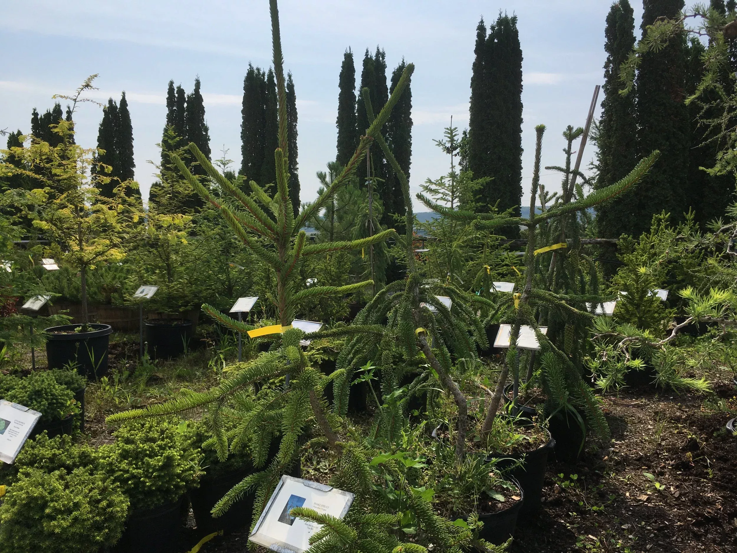 Snake Spruce