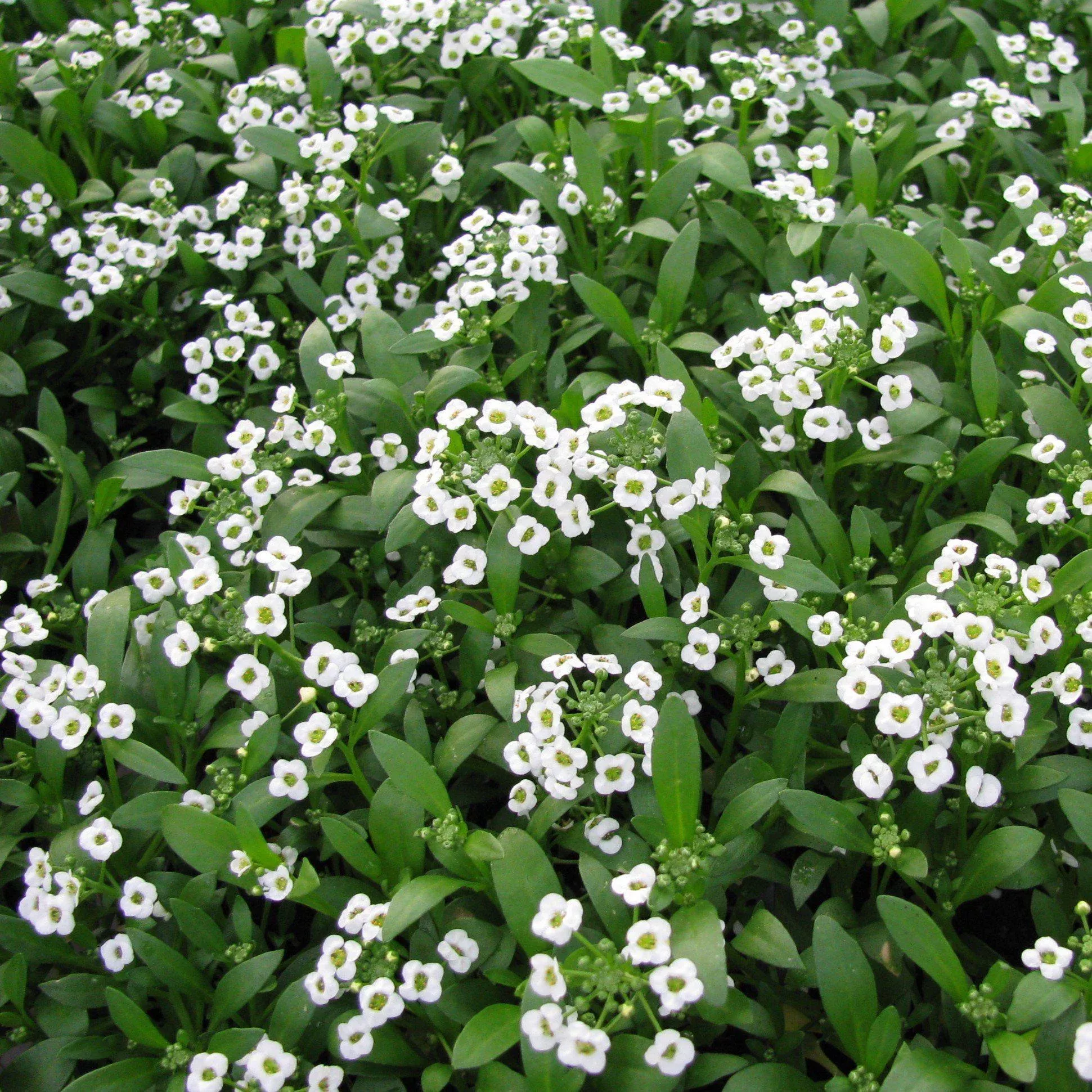 Snow Crystals Sweet Alyssum