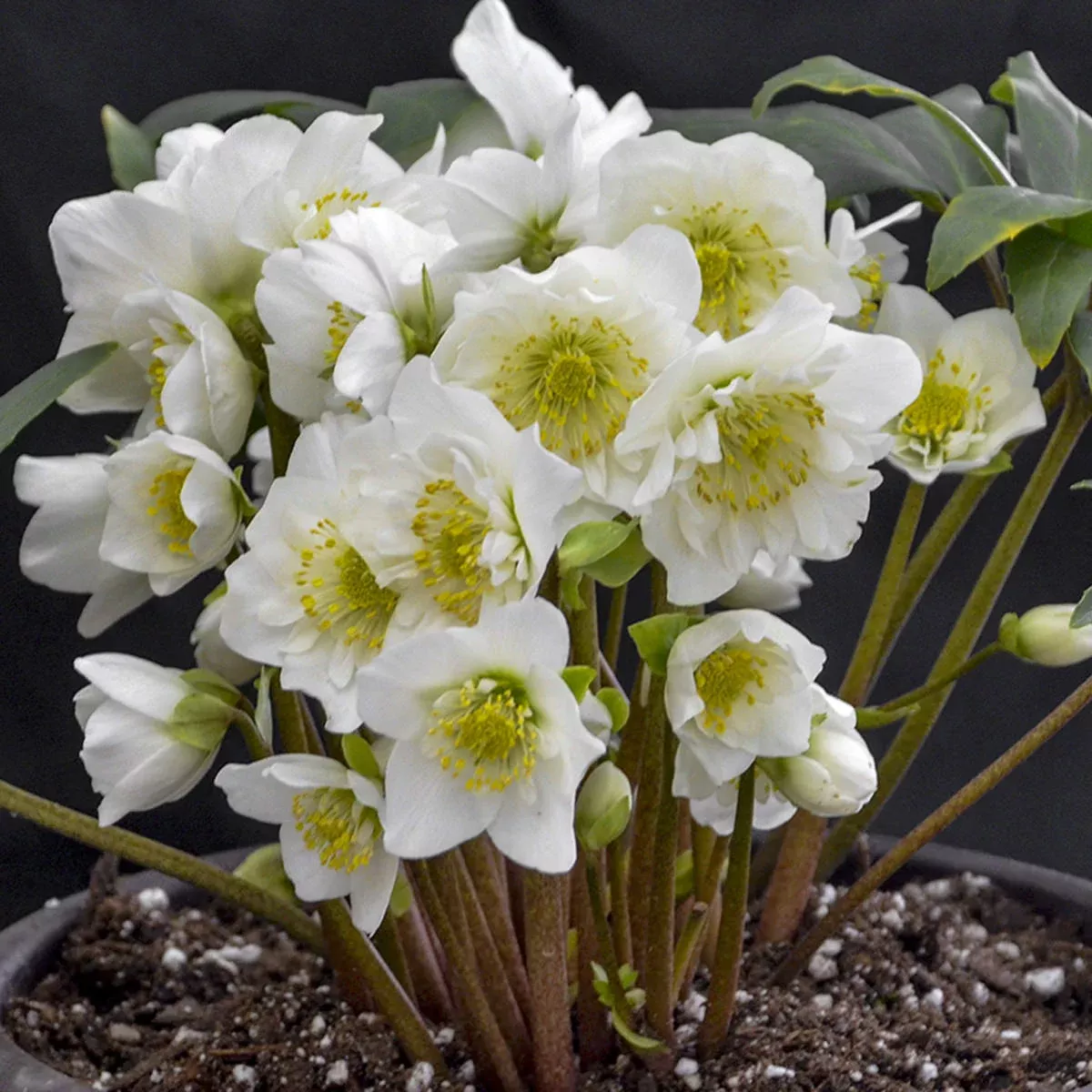 ‘Snowbells’ Lenten Rose (Helleborus)