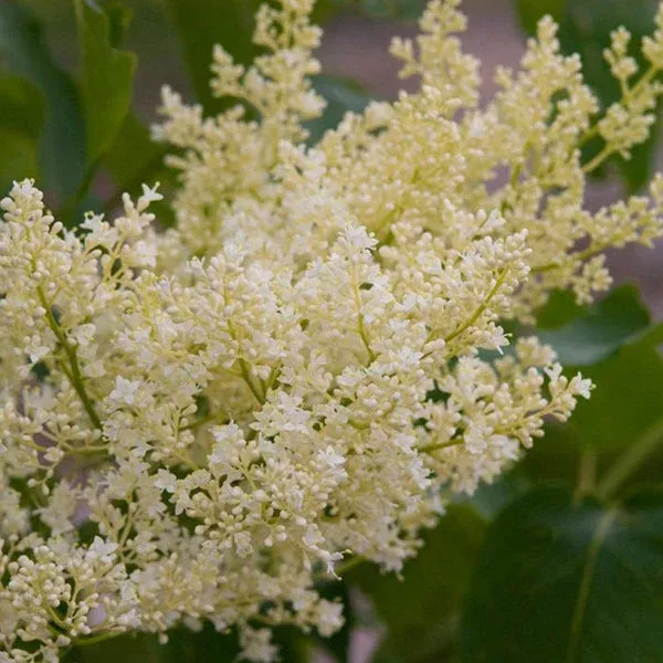 Snowdance Japanese Tree Lilac First Edition