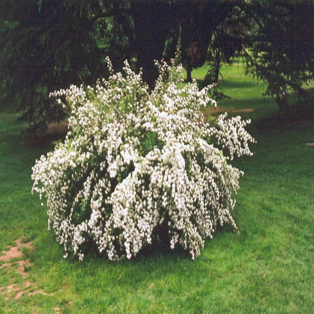 Snowmound’ Spirea