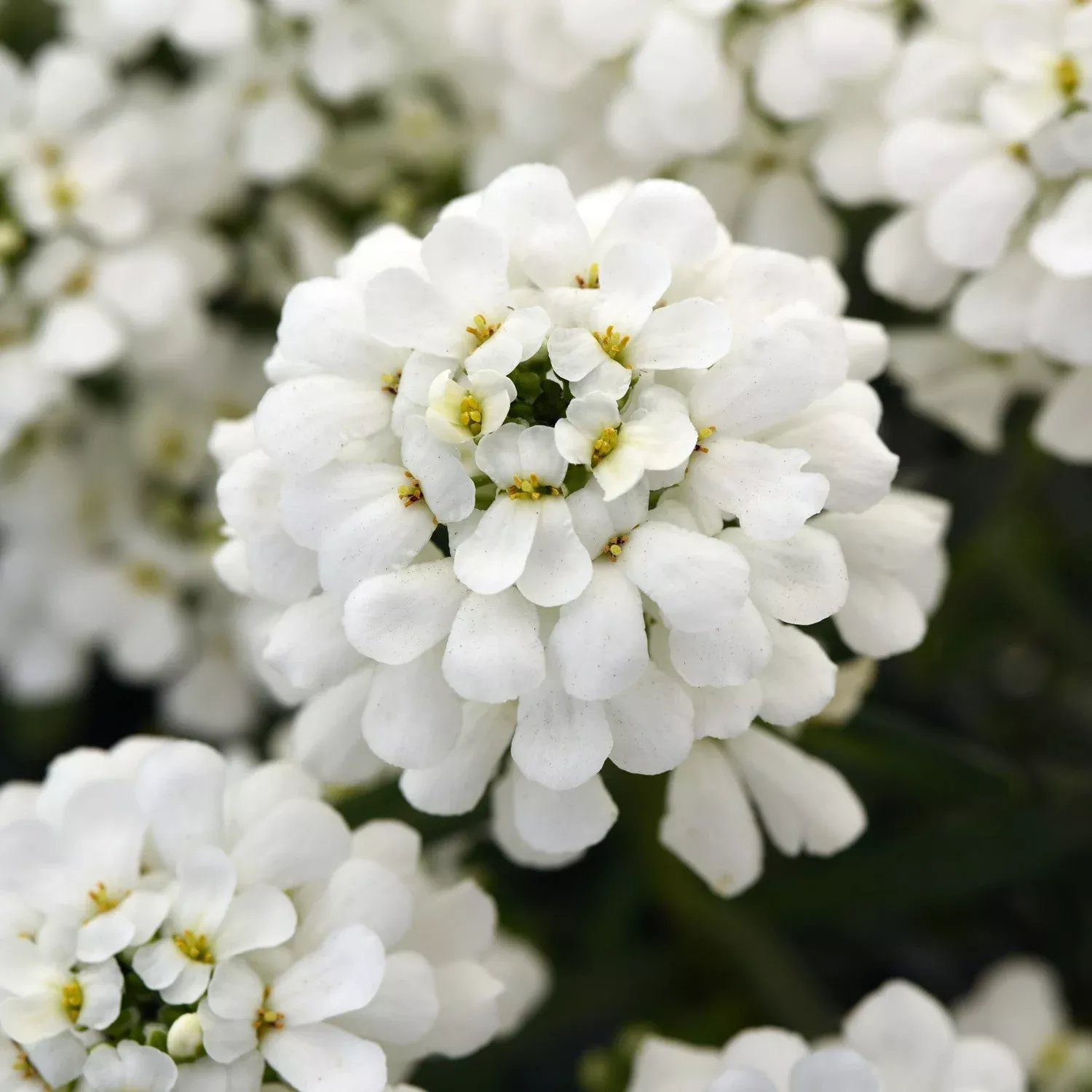‘Snowsation’ Candytuft (Iberis)