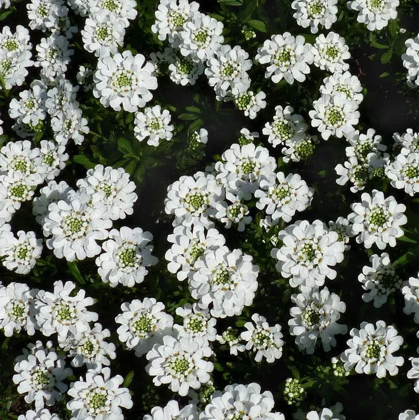 Snowsurfer™ Candytuft