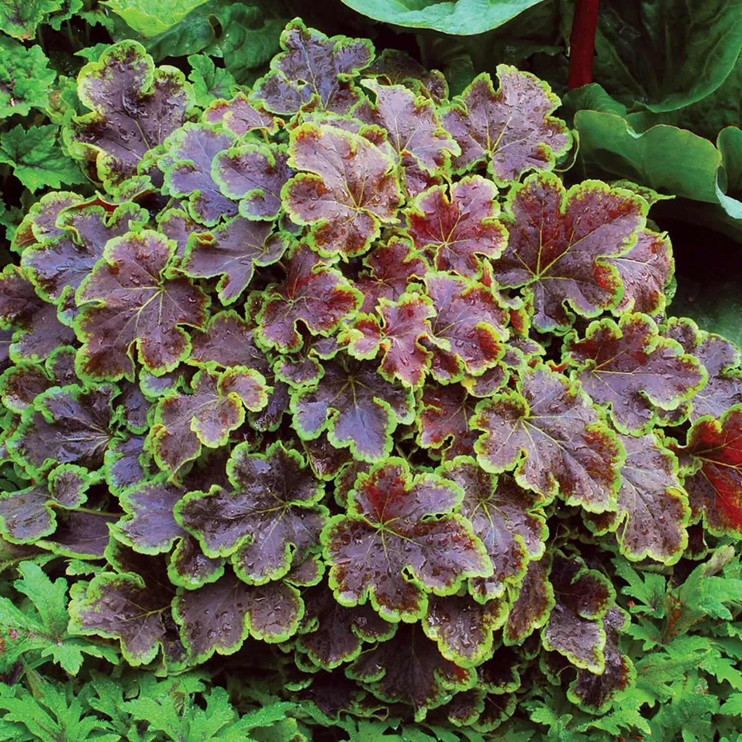 ‘Solar Eclipse’ Heucherella