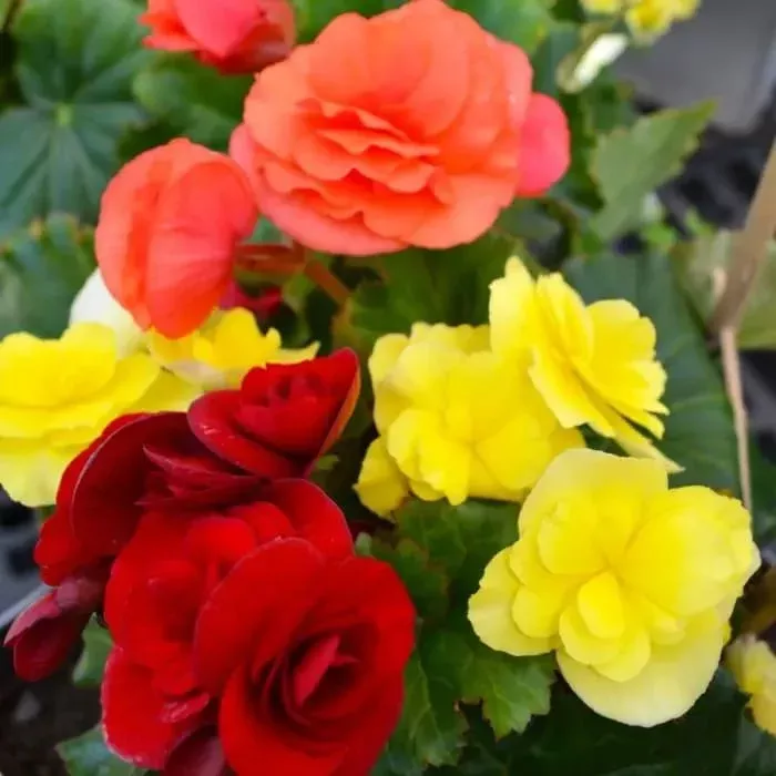Solenia Mixed Rieger Begonia