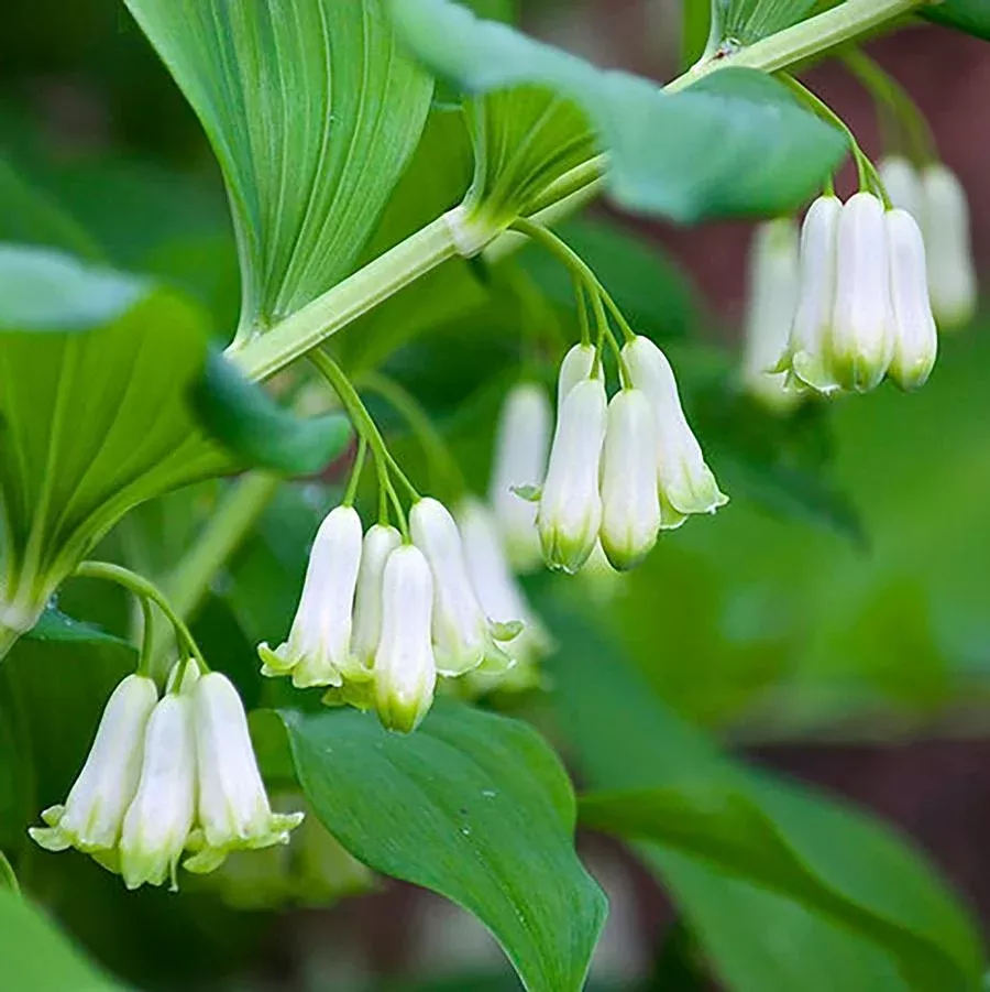 Solomon’s Seal