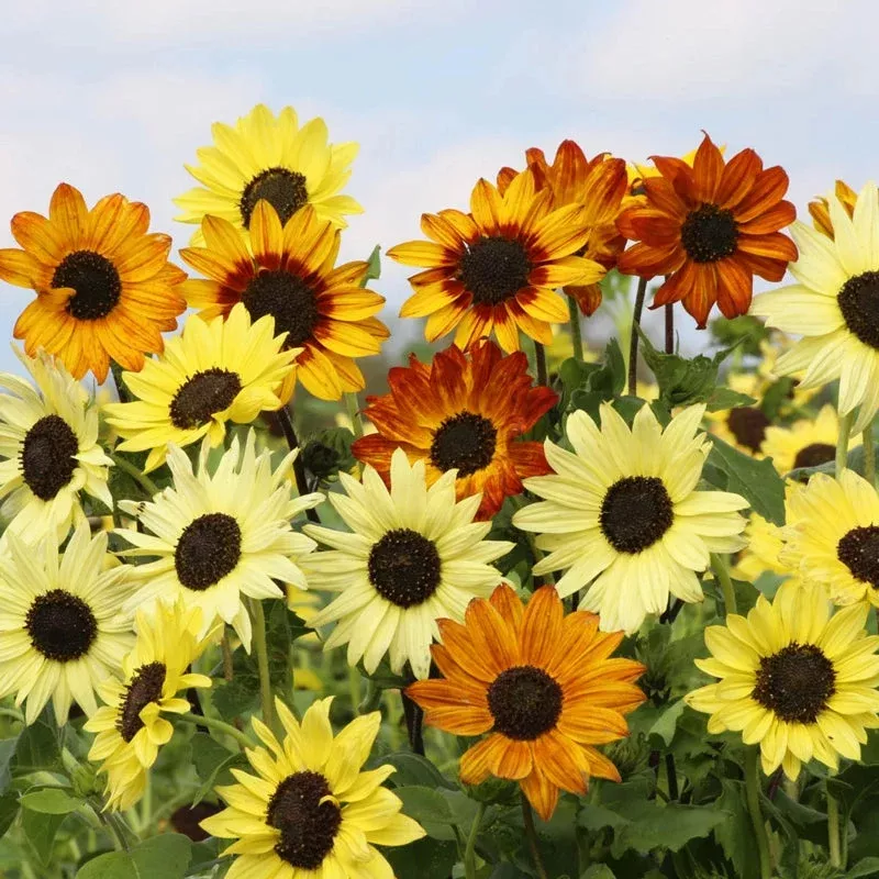Soluna Mix Helianthus