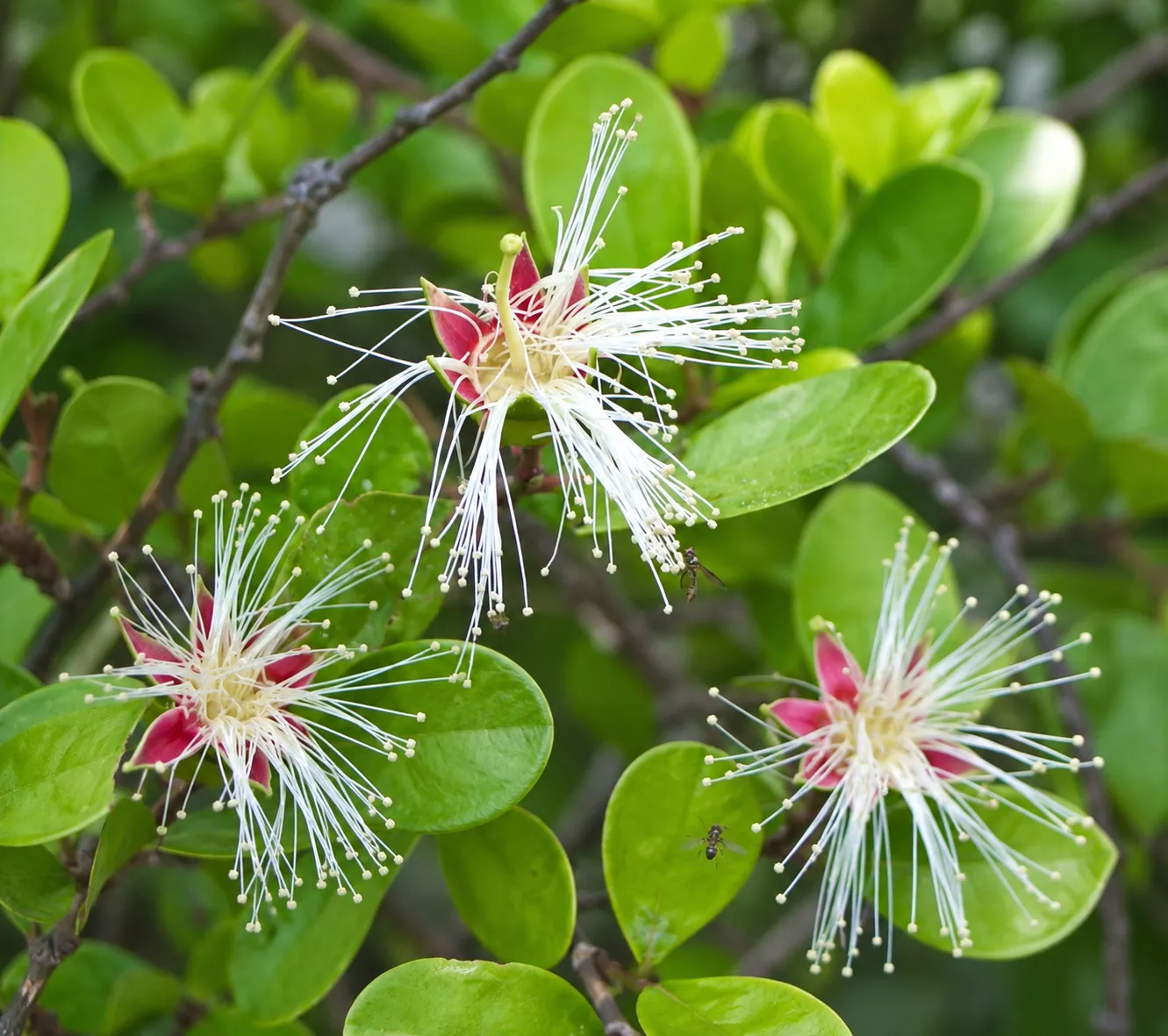 Sonneratia alba SEEDS