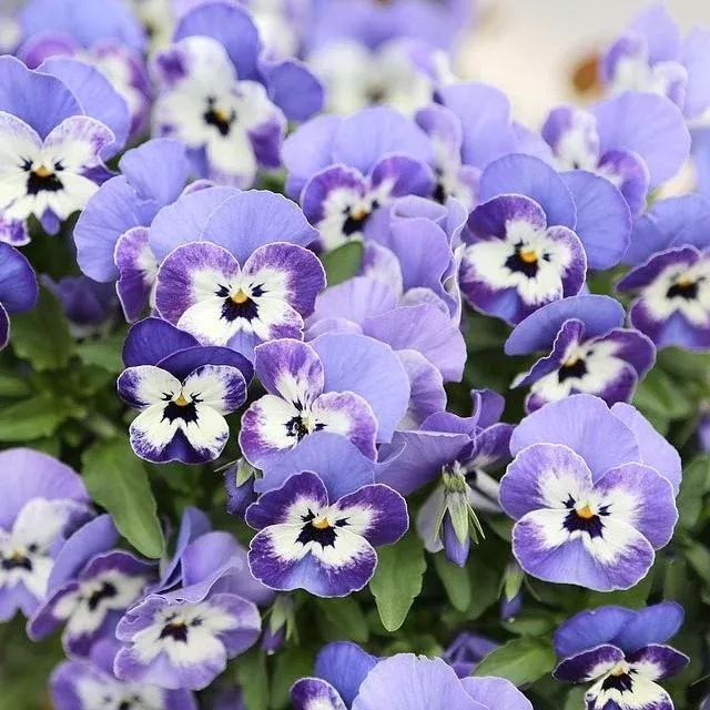 Sorbet™ Delft Blue Viola