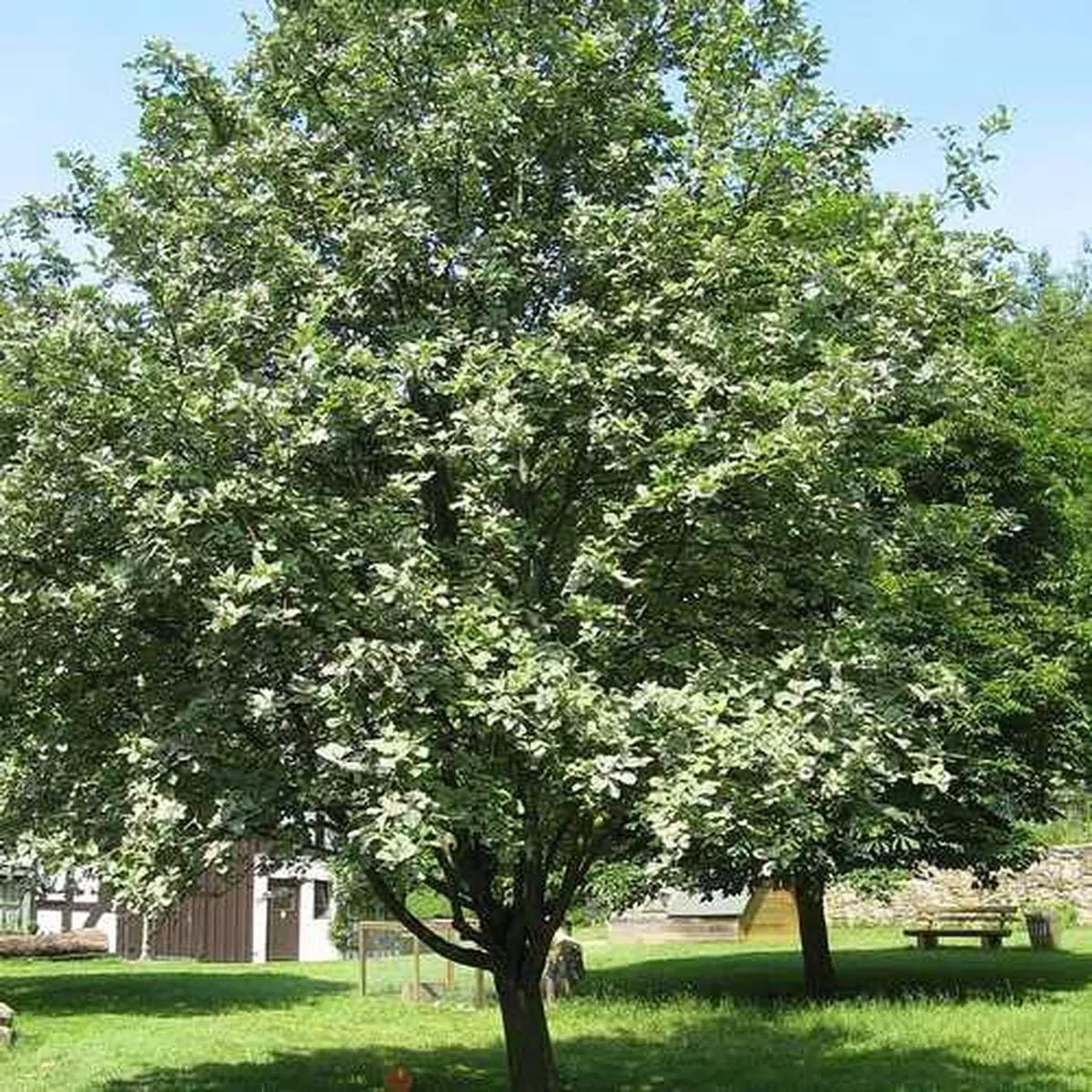 Sorbus aria – Whitebeam Bareroot | 2-3ft / Not provided / Not provided