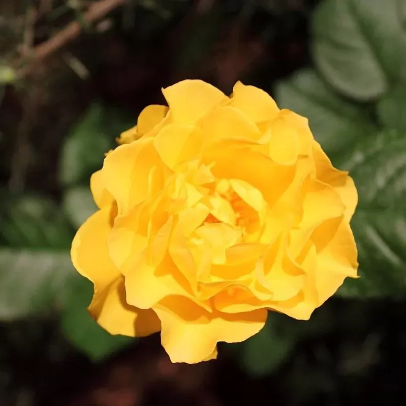Sparkle and Shine™ Rose