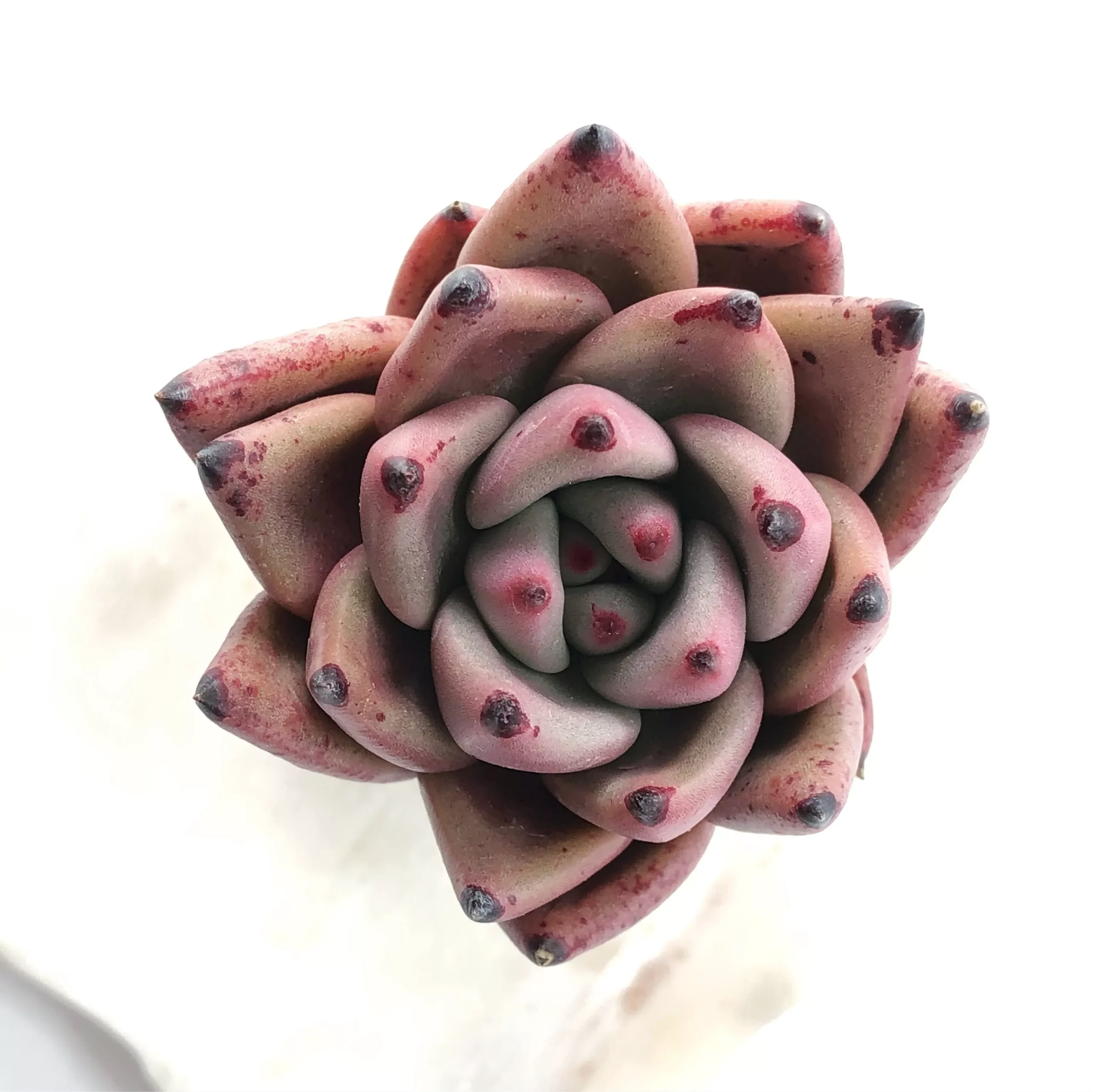 ***SPECIAL*** Echeveria ‘Ebony’ (?)