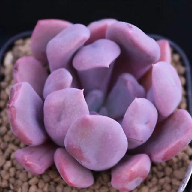 SPECIAL!! JUST CART! PRESALE Echeveria Cupid, (Not So Random)