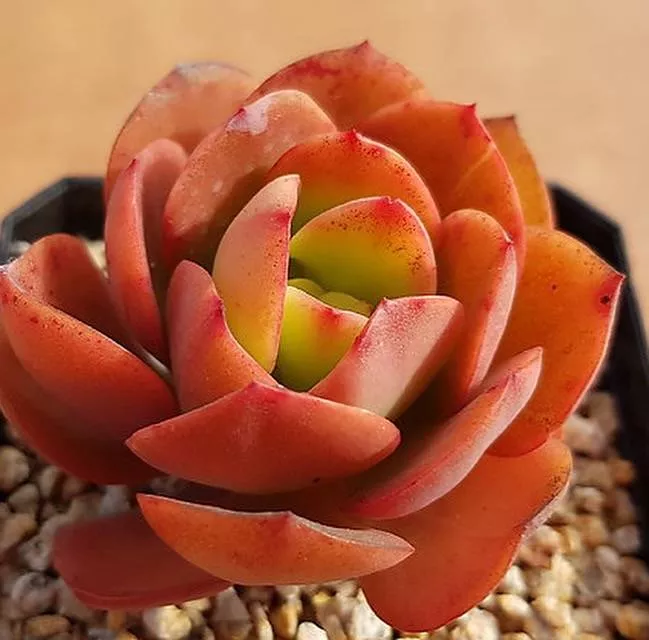 SPECIAL! JUST CART!!! PRESALE Echeveria Jyulia