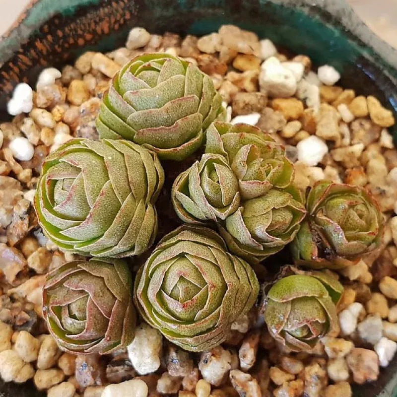***SPECIAL REQUEST*** – Crassula David
