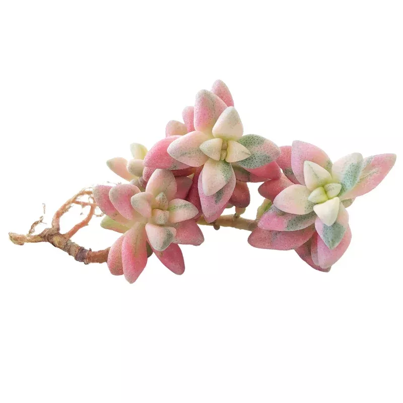 SPECIAL REQUEST- Crassula Deltoidea, Variegata