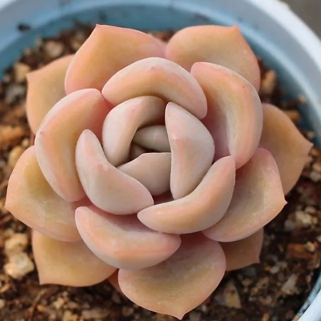 ***SPECIAL REQUEST***- E. Dryant