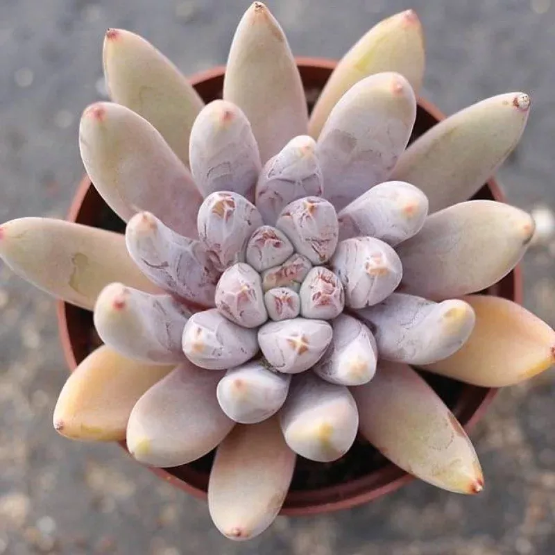 ***SPECIAL REQUEST***- E. Tolimanensis Sp.