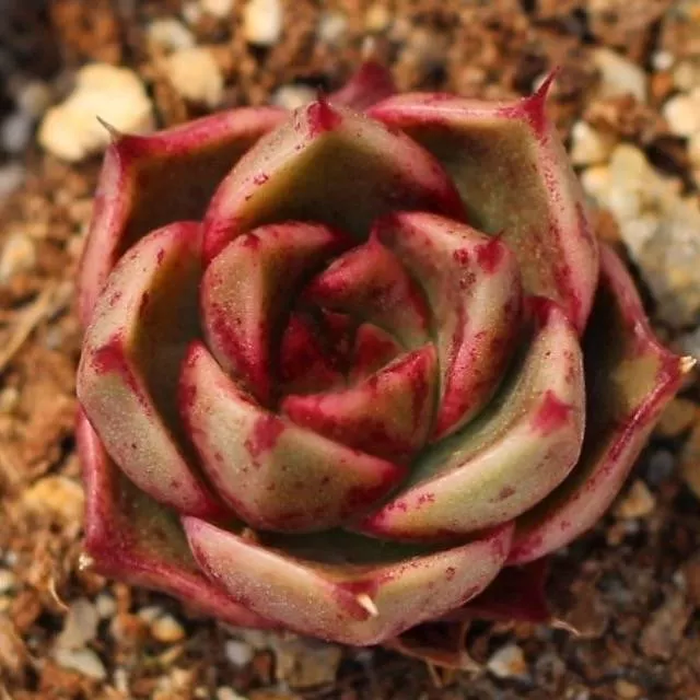***SPECIAL REQUEST*** – Echeveria ‘Halloween’