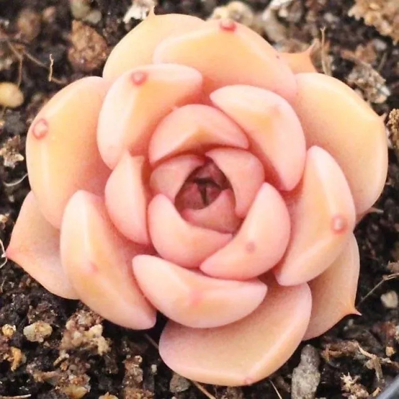 ***SPECIAL REQUEST-*** Echeveria Helena Sp (Peach)