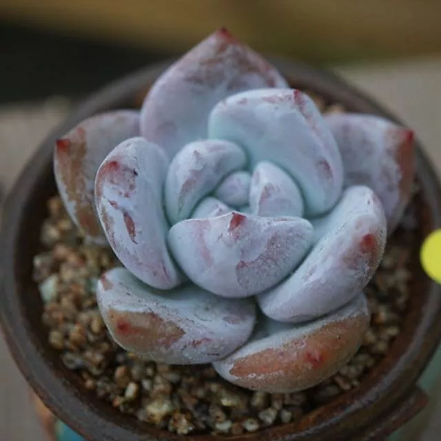 ***SPECIAL REQUEST***- Echeveria Ivory (Hybrid)