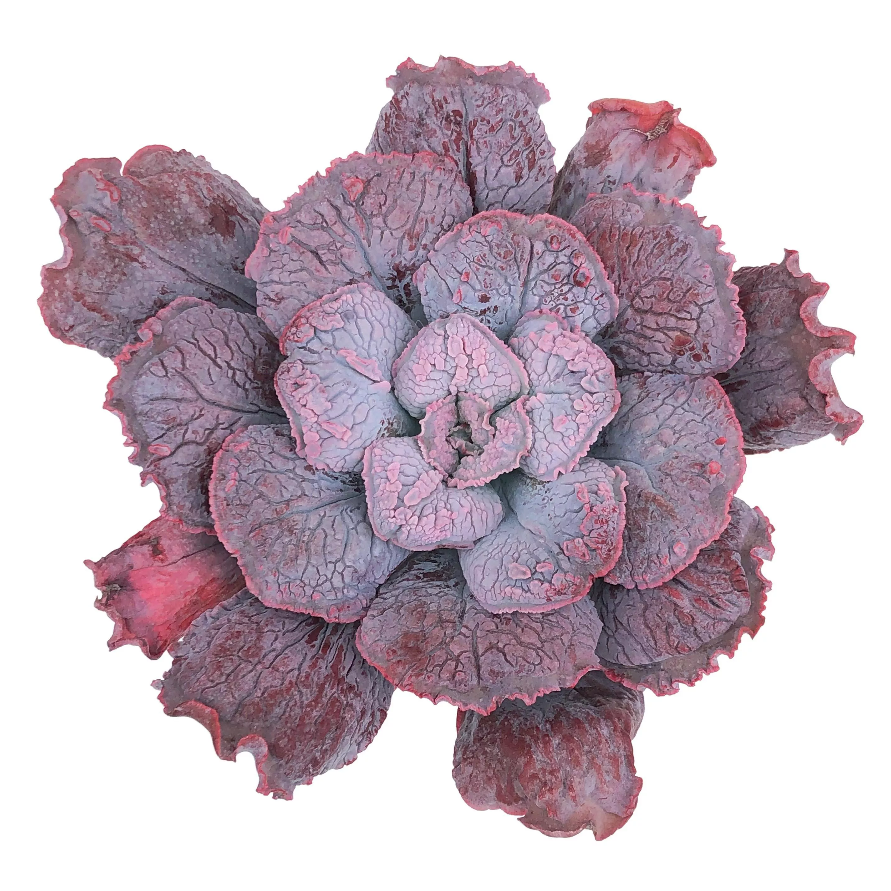 SPECIAL REQUEST- Echeveria Linguas
