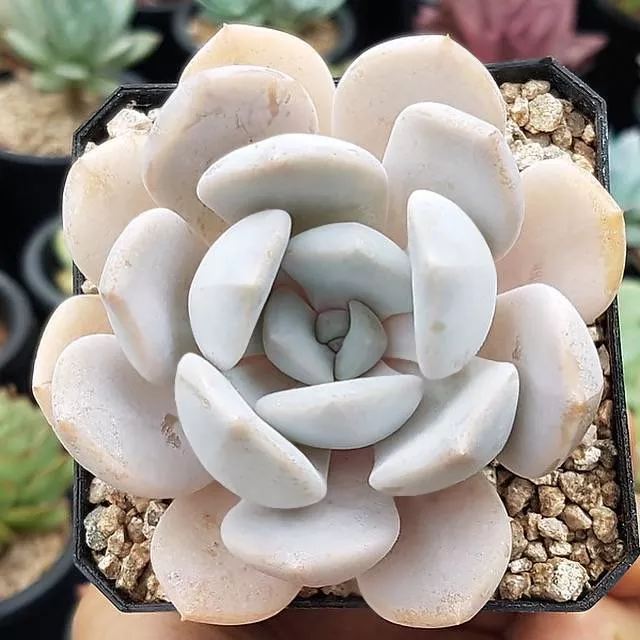 ***SPECIAL REQUEST***- Echeveria ‘Tiramisu’