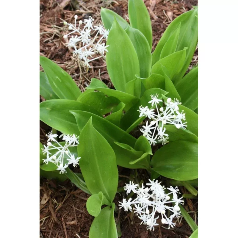 Speirantha gardenii