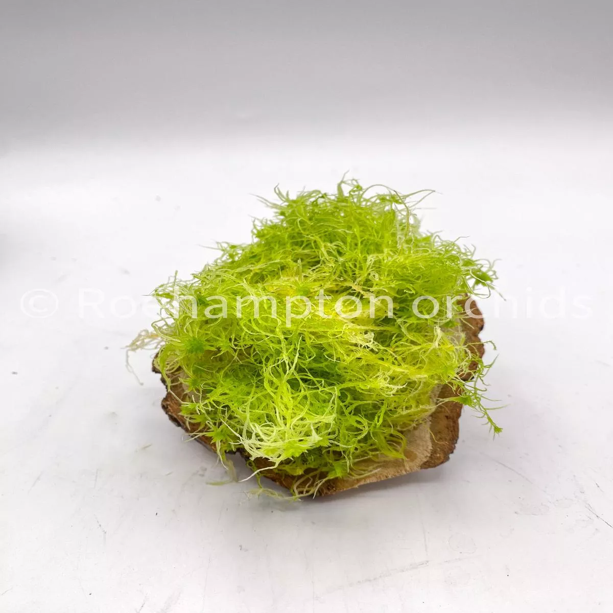 Sphagnum moss (live)