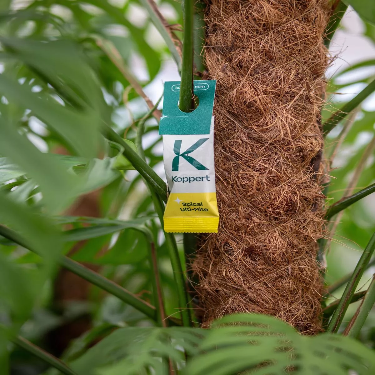 Spical Ulti-MiteNatural Spider Mite Control