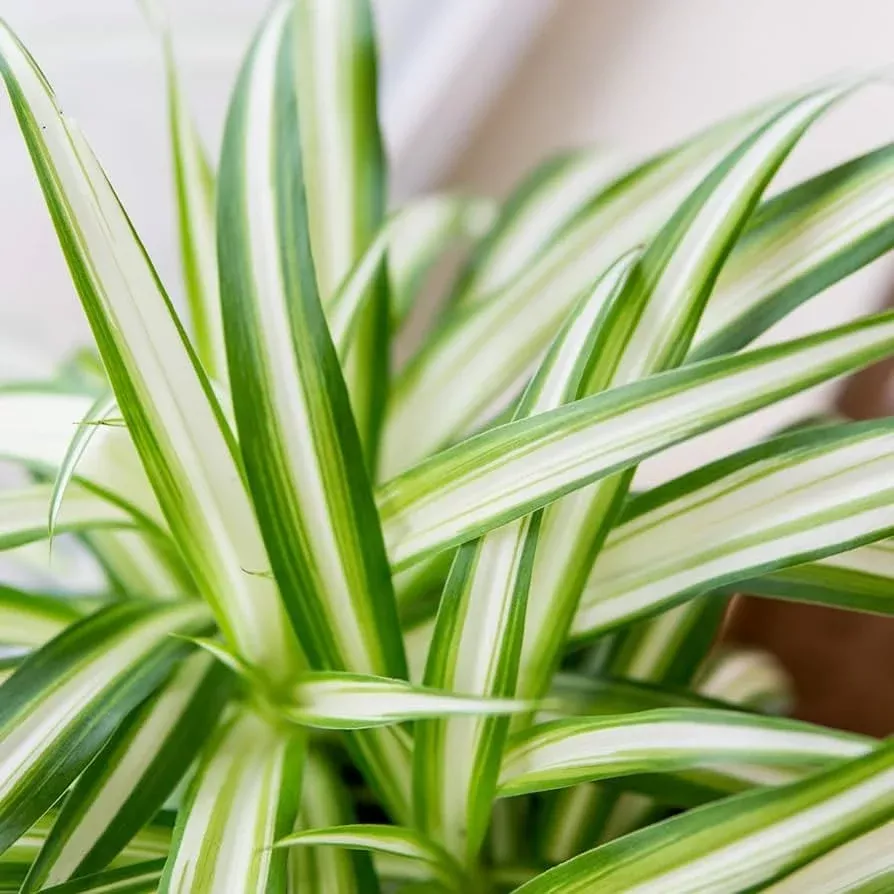 Spider Plant White w/ Green Edge