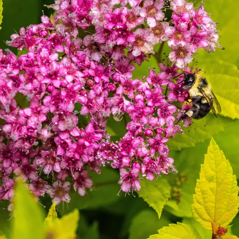 Spiraea japonica Little Princess