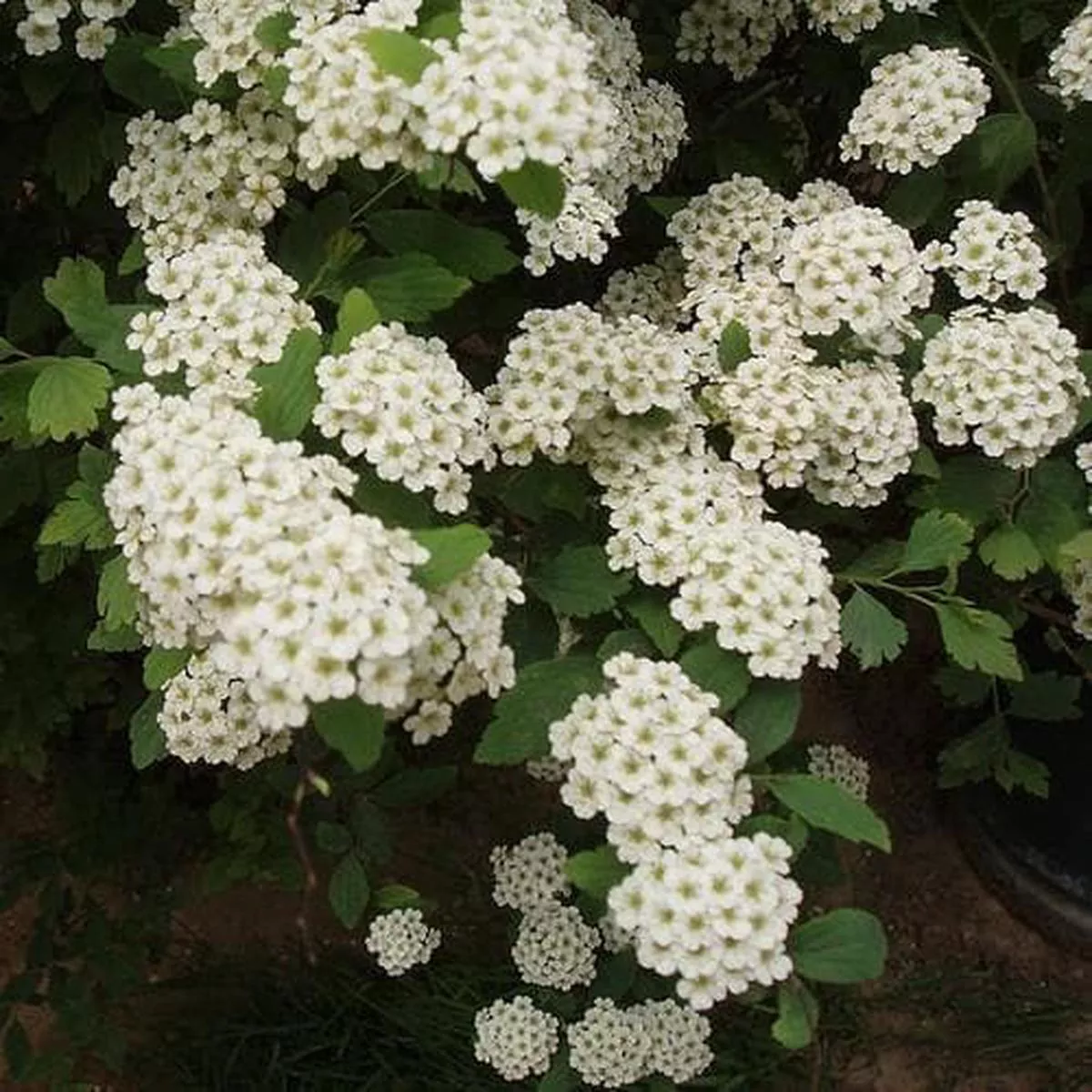 Spiraea nipponica June Bride