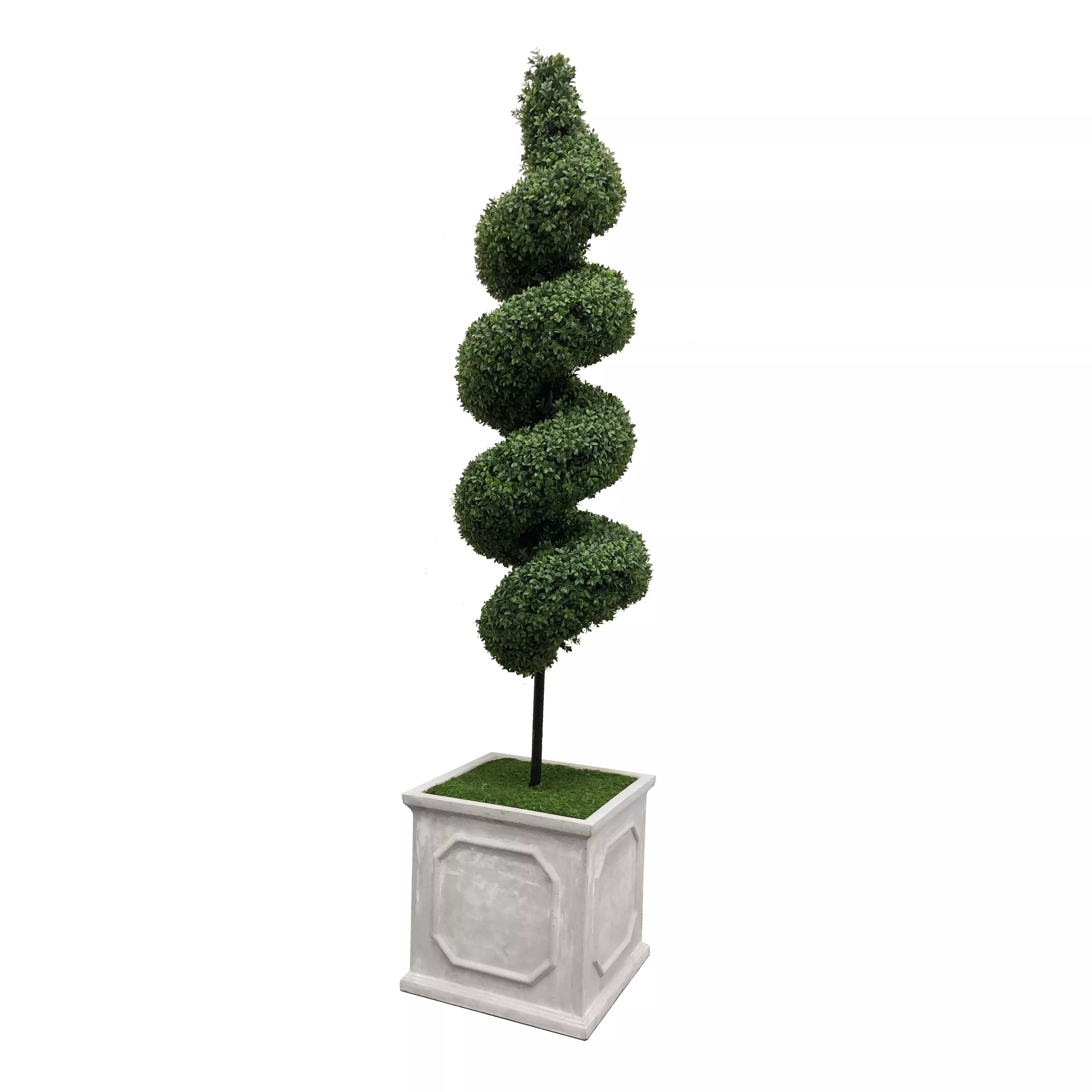Spiral Boxwood in Square Planter 6.5'