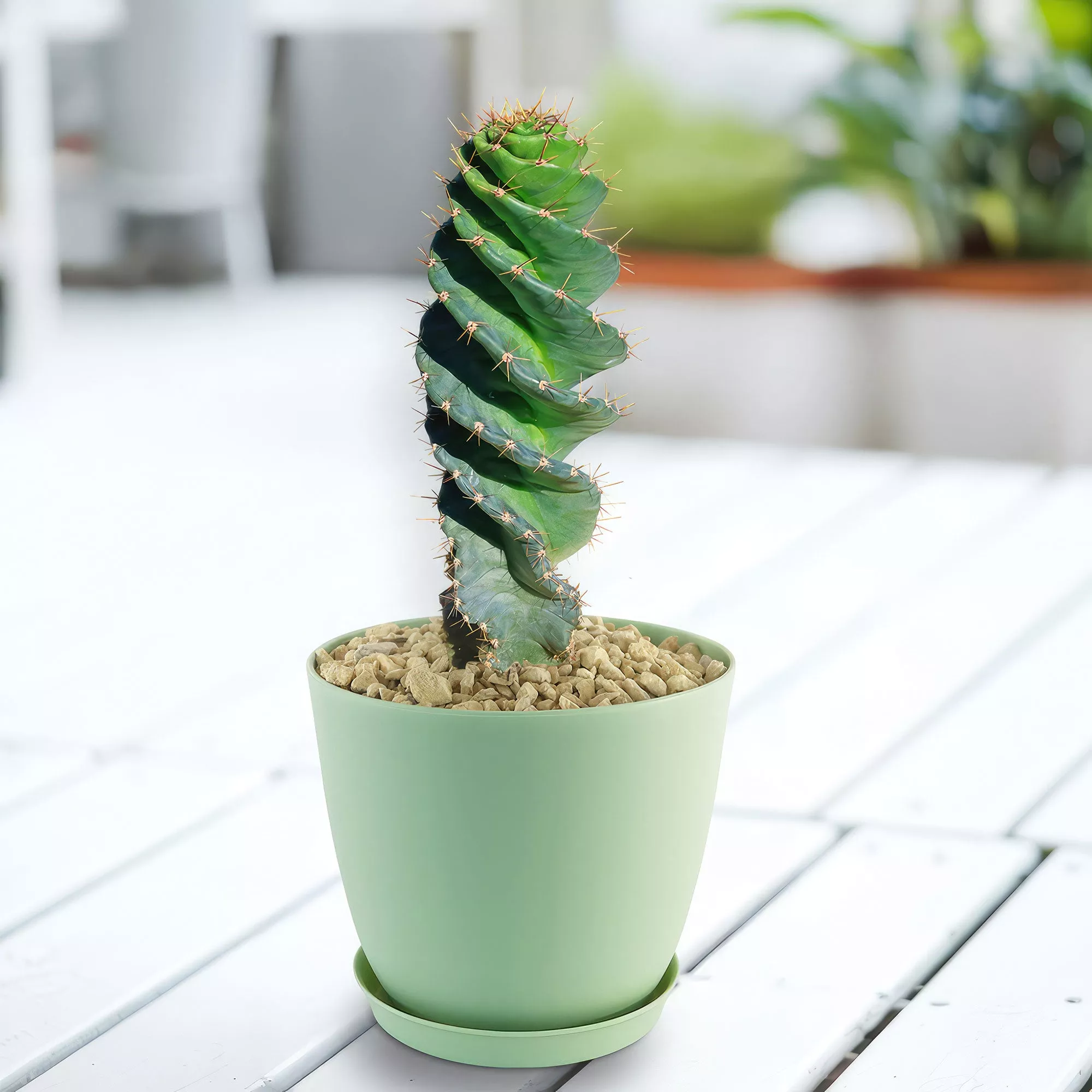 Spiral Cactus - Cereus forbesii 'spiralis'