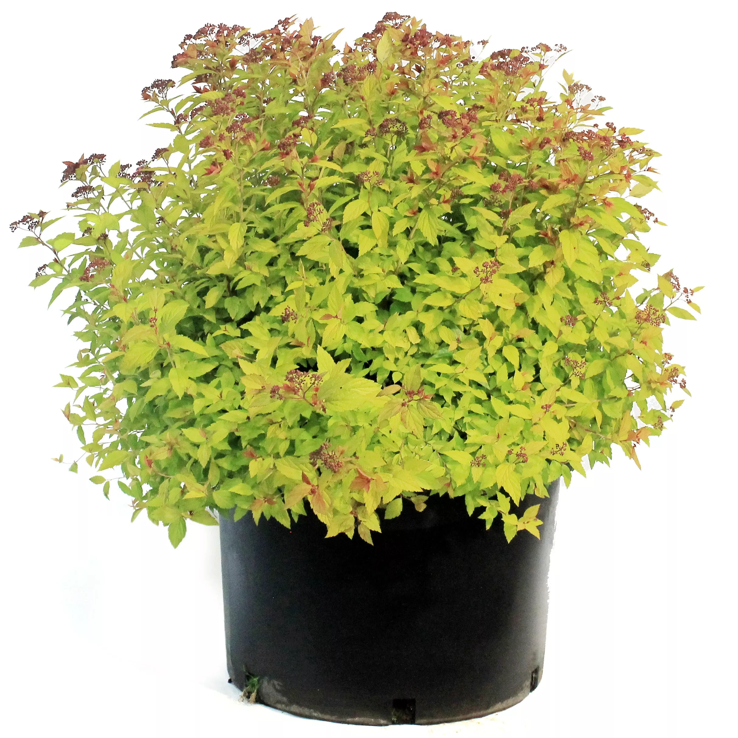Spirea, 10 gal, Magic Carpet