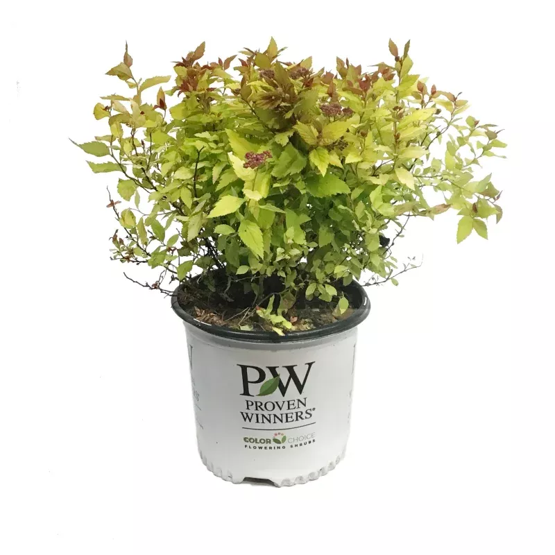 Spirea,8in,Double Play Dolly