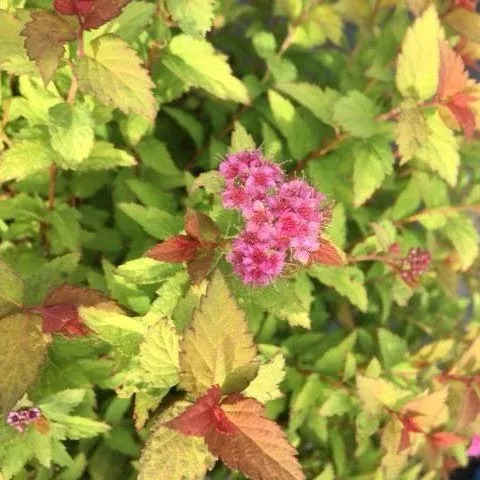 Spirea, Bloomin’ Easy Pop Rocks Rainbow Fizz™ Spirea