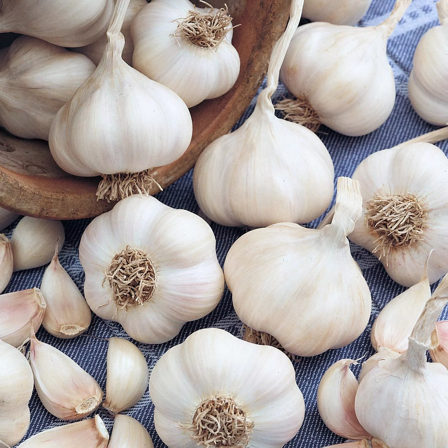 Spring Planting Garlic Cloves 'Picardy Wight'