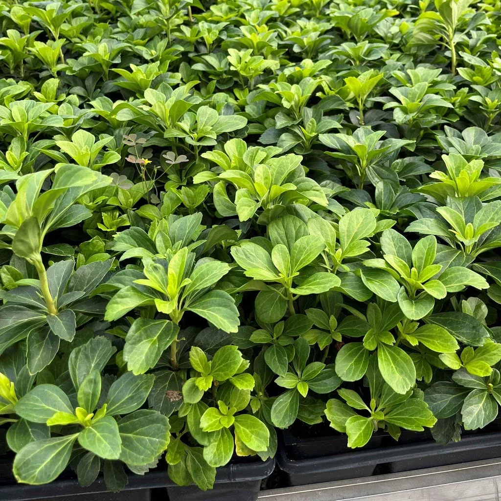 Spurge, Japanese Spurge