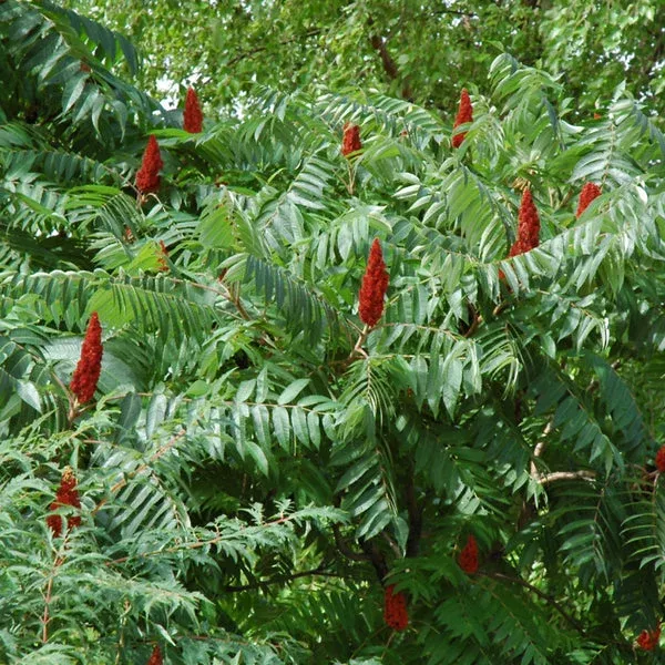 Staghorn Sumac