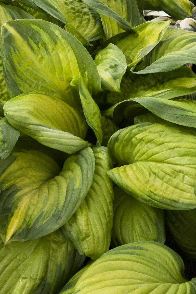 STAINED GLASS HOSTA 1gal