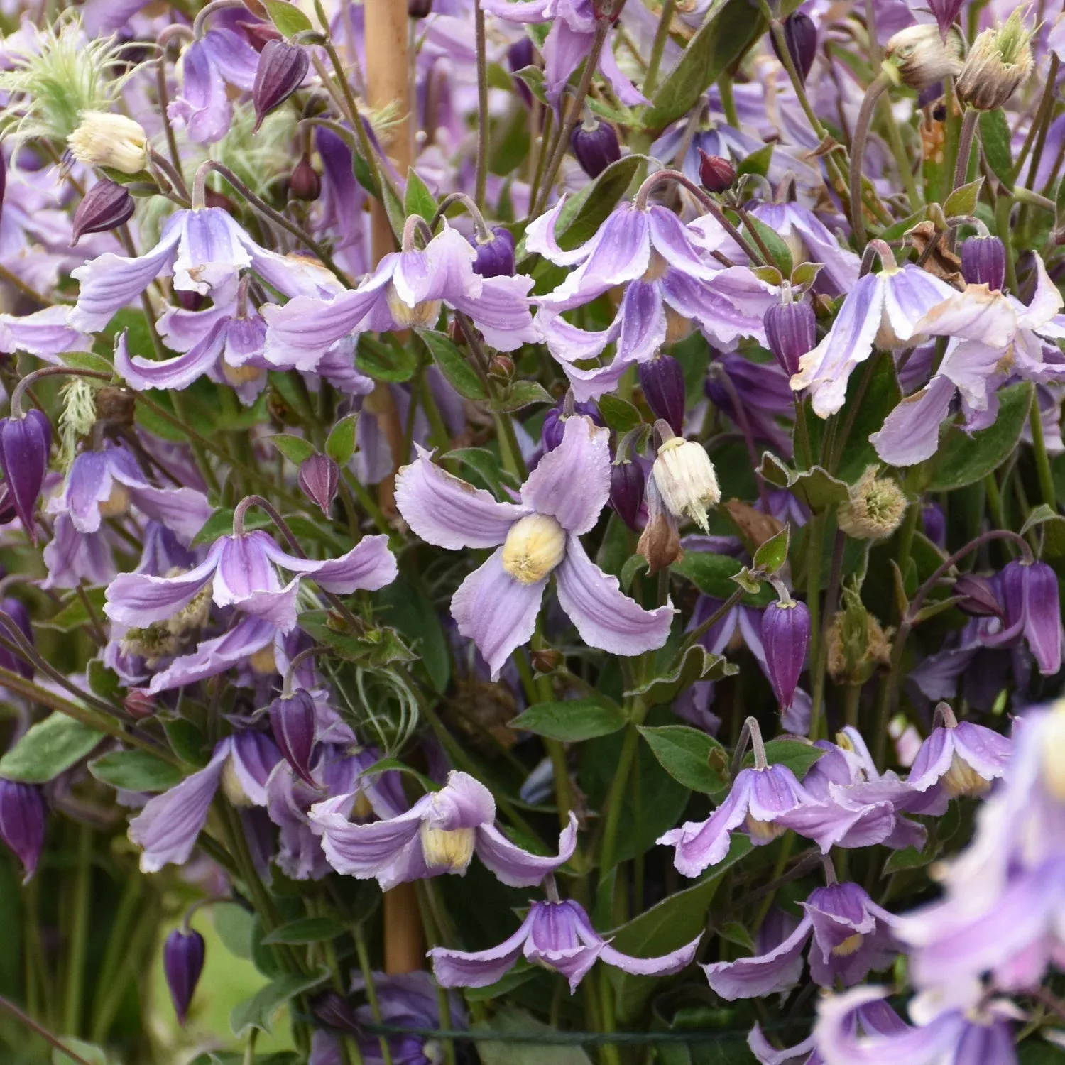 ‘Stand By Me Lavender’ Bush Clematis