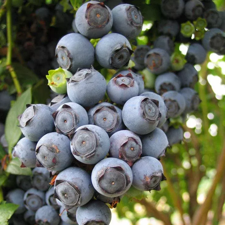 Star Blueberry (Early Harvest)