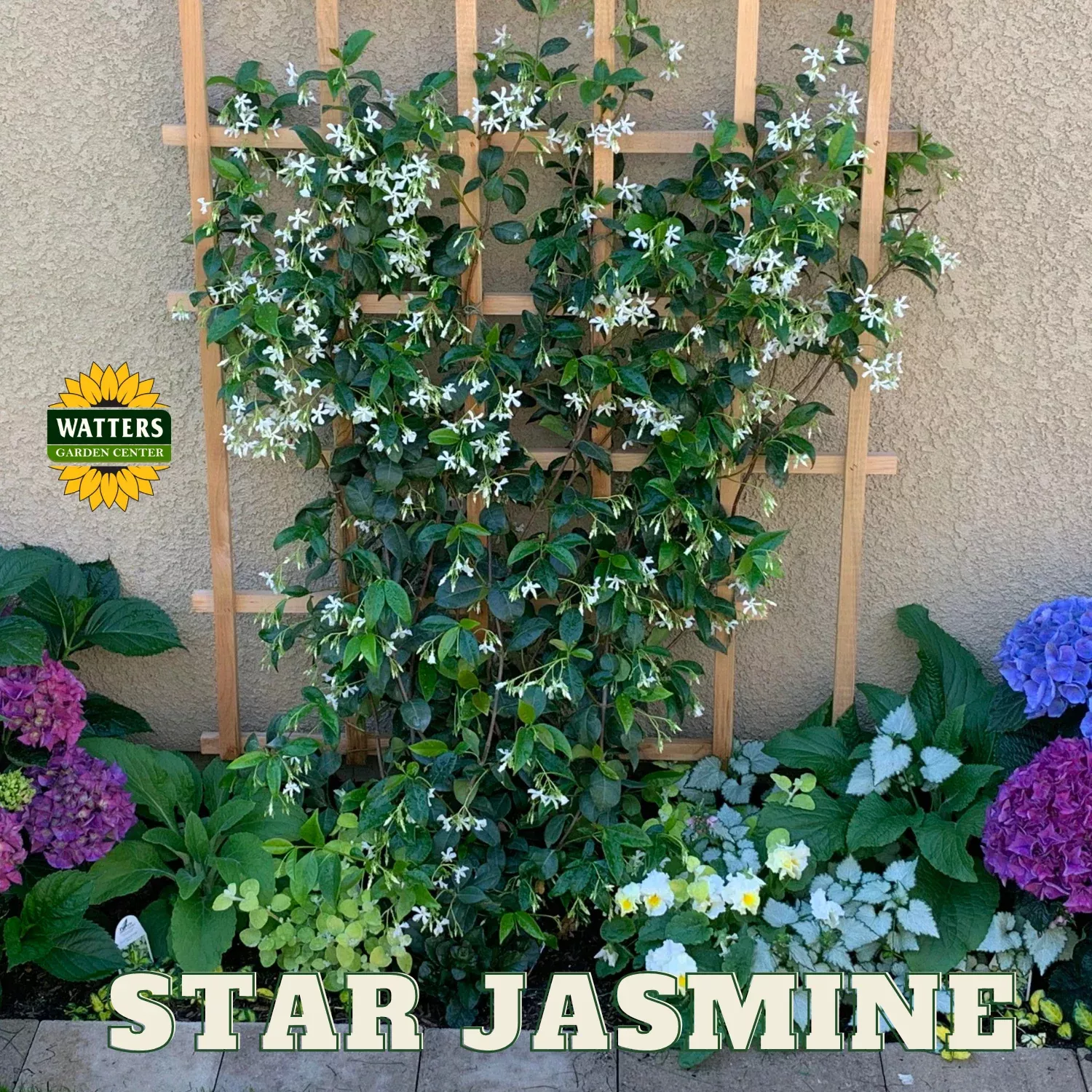 STAR JASMINE 2gal