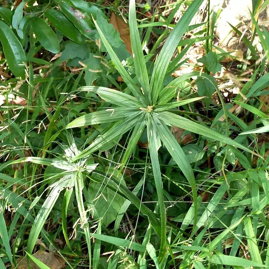 Starburst Sedge Cyperus