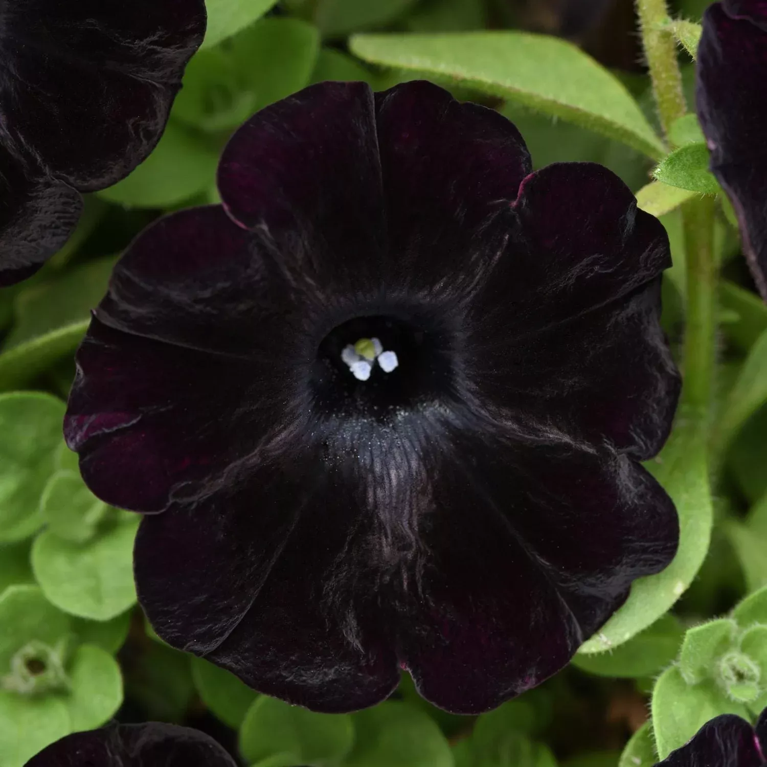 Starlet™ Velvet Petunia