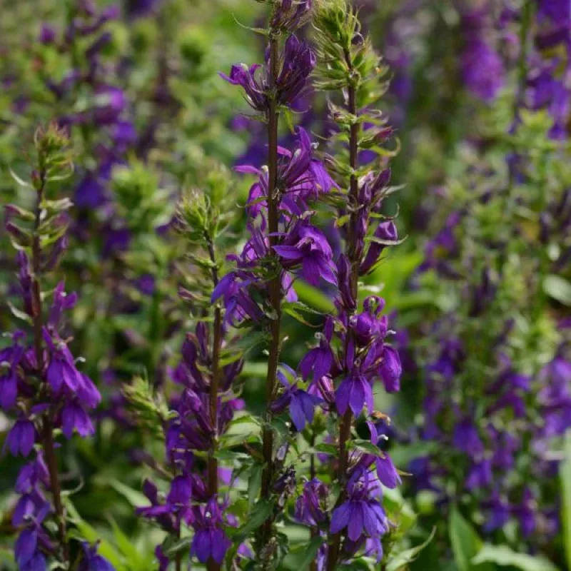 Starship Blue Cardinal Flower