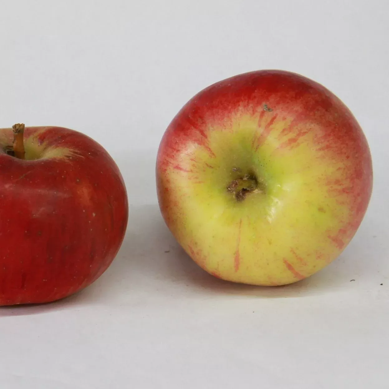 State Fair Apple