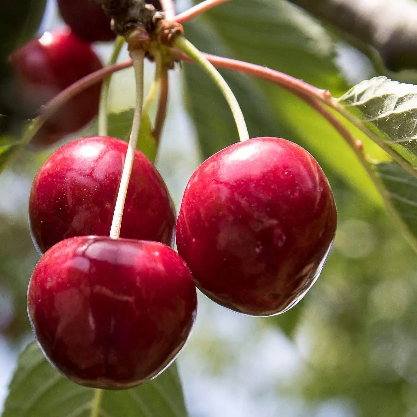 ‘Stella’ Cherry Tree